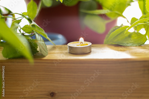A tea scented candle burns surrounded by houseplants
