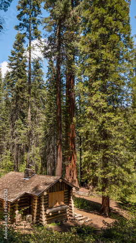 Ranger station dwarfed by Giant Sequoias, in the Merced Grove, at Yosemite National Park, near Merced, California.