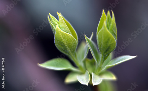 Macro photography of plants in sunny spring day.
