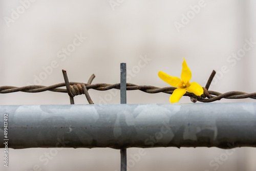 Fotografie, Obraz a golden bell tree blossom on a barbed wire