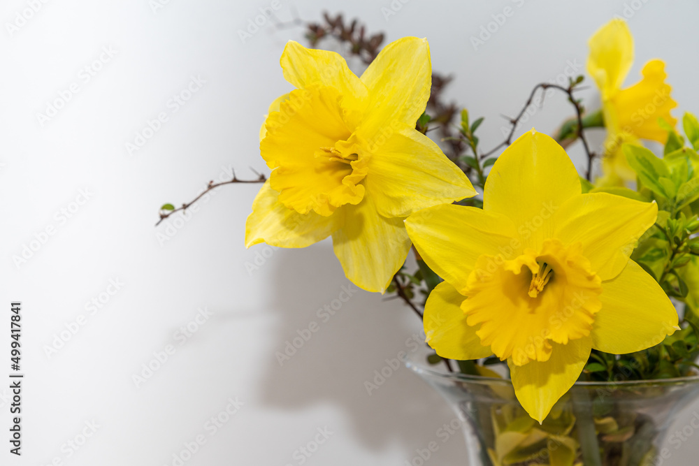 żółte kwiaty żonkile w wiosennym bukiecie na jasnym tle - obrazy, fototapety, plakaty 