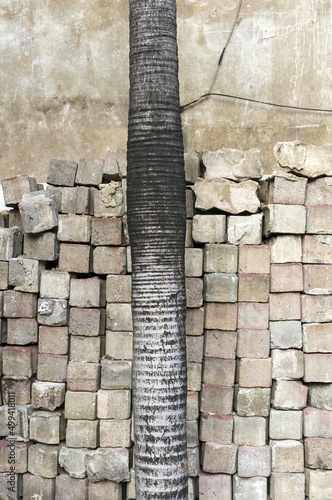 tree trunk palm tree