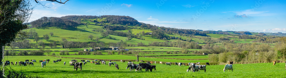 Herd of dairy cattle just released on to fresh spring gazing field Herd of dairy cattle just released on to fresh spring gazing field