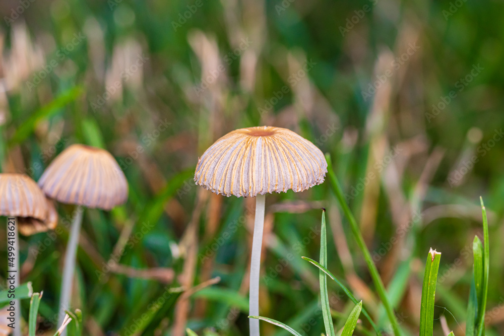 Closeup of mushrooms growing in yard. Lawn care, pet health and safety concept Closeup of mushrooms growing in yard. Lawn care, pet health and safety concept