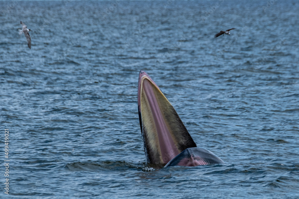 Fototapeta premium Huge Whale Bruda feed on a wide variety of fish in gulf of Thailand aquatic animals in the sea