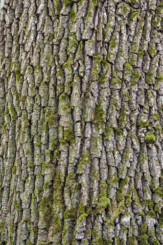 Common oak (Quercus robur) bark closeup.