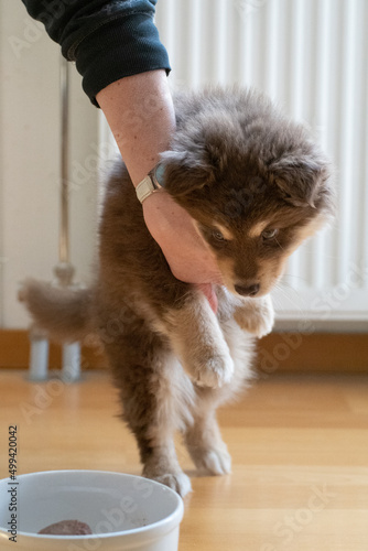 Portrait of a hungry Finnish Lapphund puppy