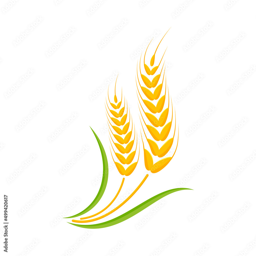 Ears of wheat. Whole grains for making bread. Ears of wheat. Whole grains for making bread.