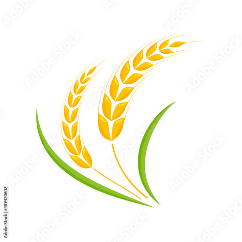 Ears of wheat. Whole grains for making bread.