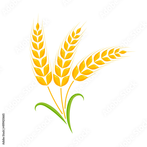 Ears of wheat. Whole grains for making bread.