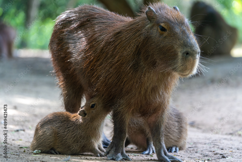 Fototapeta premium Capybara, capybara or 