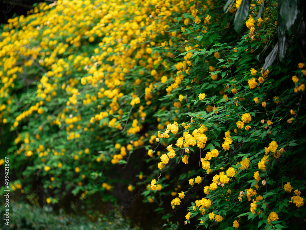 Obraz premium 木陰で咲くヤエヤマブキの花