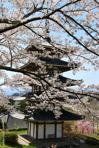 Wallpaper Mural 安達ヶ原ふるさと村の桜（福島県・二本松市） Torontodigital.ca