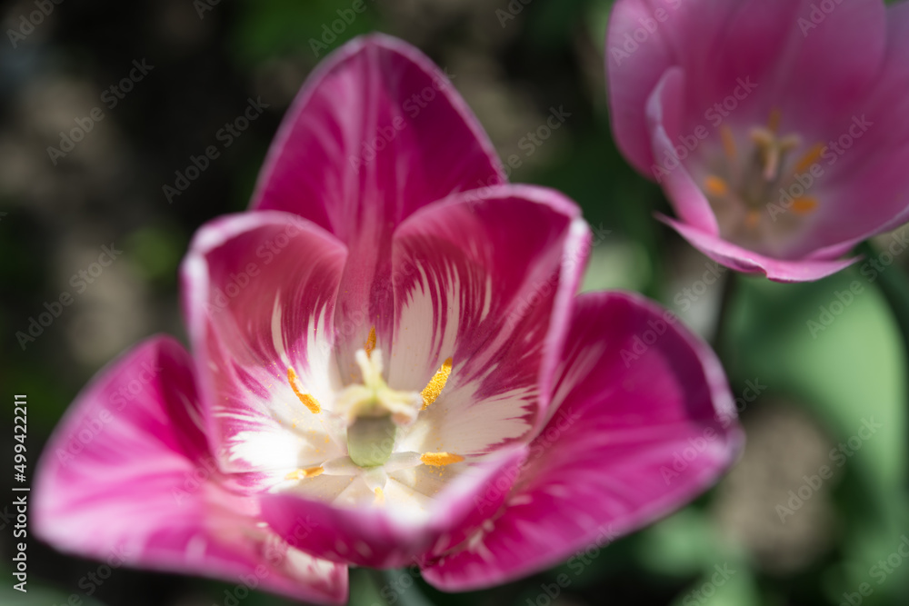 pink and white tulips in the sun pink and white tulips in the sun