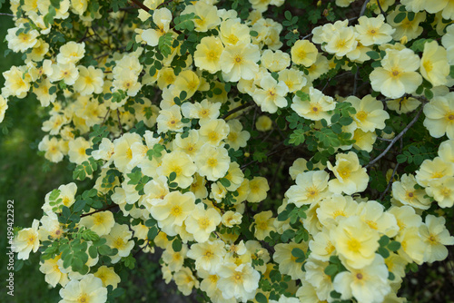 Rosa xanthina (yellow rose or Manchu rose?) bush