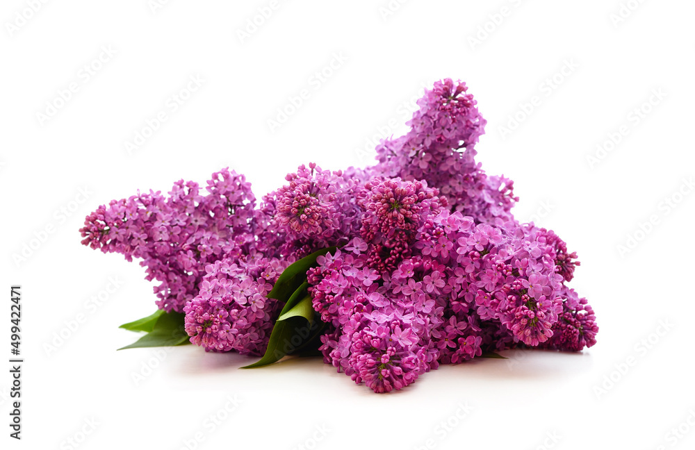 Bouquet of purple lilacs with leaves.