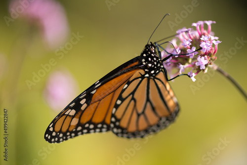 monarch butterfly clinging to a verbena flower on an olive yellow bokeh background