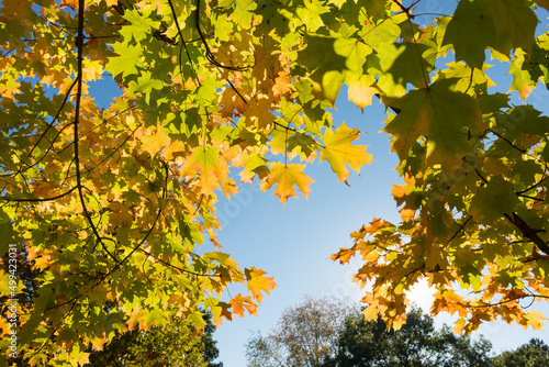 Fototapeta Naklejka Na Ścianę i Meble -  maple leaves in fall on a blue sky with sunlight