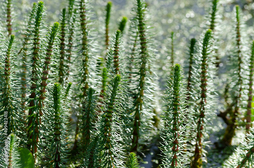 Pesse vulgaire,  pesse d'eau (Hippuris vulgaris)