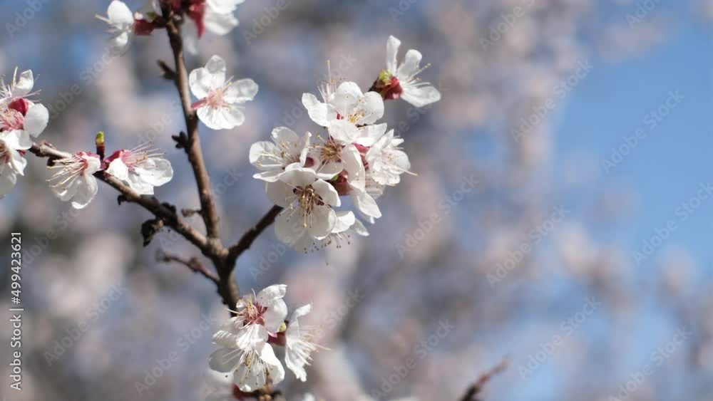 Flowering trees in spring. Close-up of apricot flowers against the blue sky. Flowering trees in spring. Close-up of apricot flowers against the blue sky.