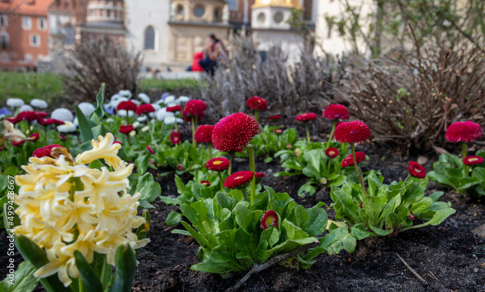 red daisy flowers in a flower bed planted in a row, horizontal.