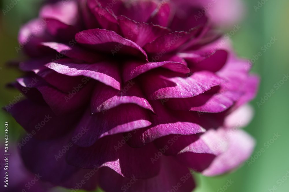 close up of a violet Ranunculus flower