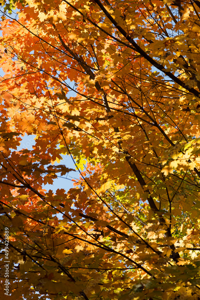 autumn in the park