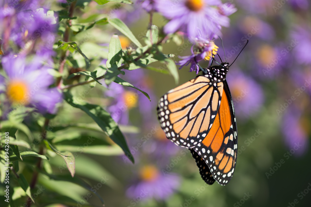Fototapeta premium butterfly in the sun