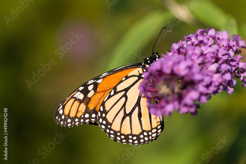 butterfly hiding behind a purple flower © eugen
