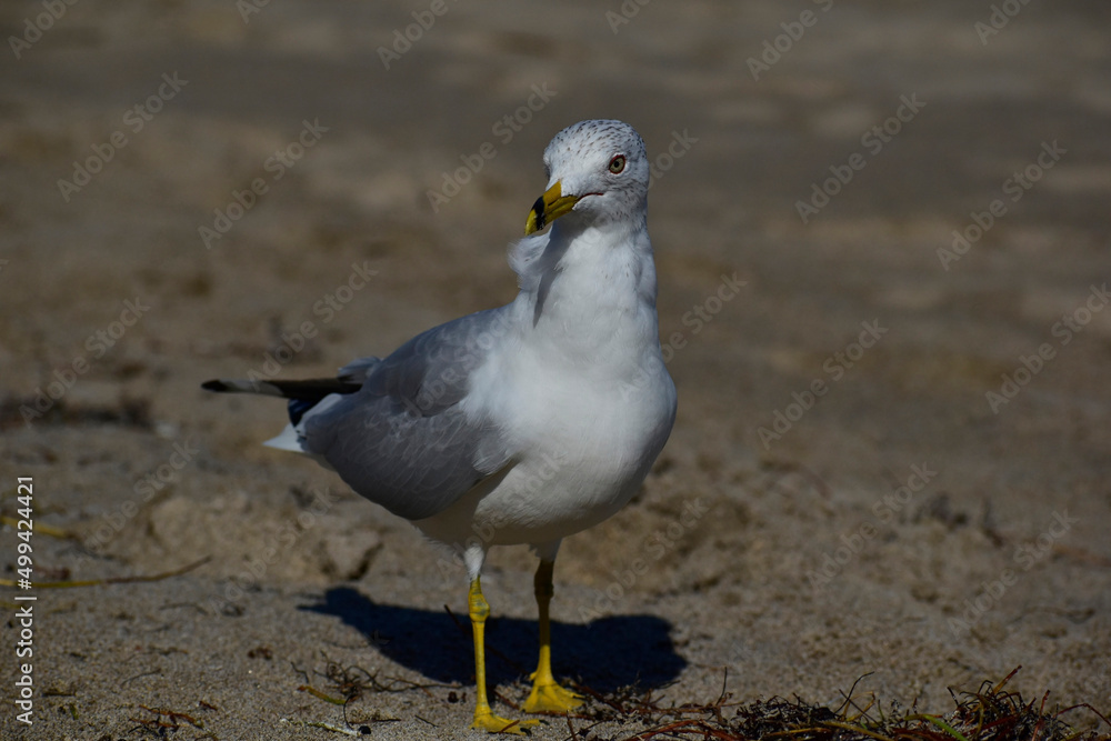 Obraz premium Adult Ring-billed gull standing on the beach in Florida