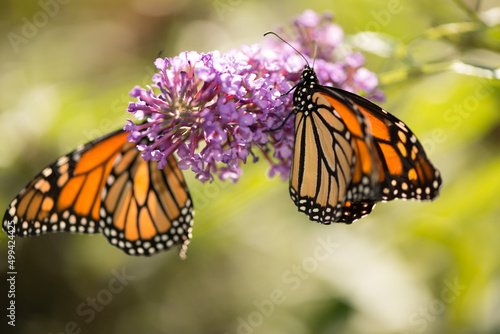 monarch butterflies on a pink flower in the sun