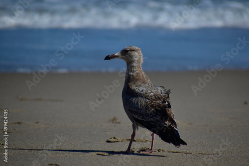 Juvenile American herring gull standing near the shoreline