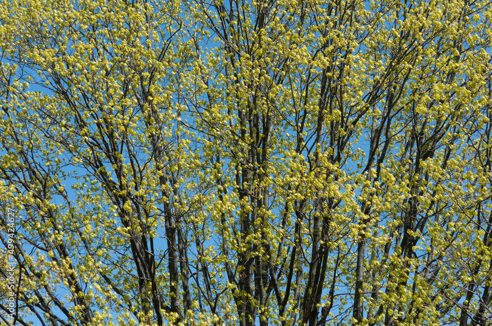 trees with young leaves in spring trees with young leaves in spring