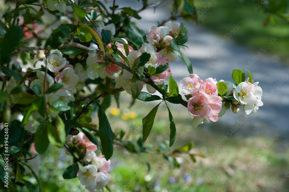 delicate Chaenomeles blossoms on a shrub delicate Chaenomeles blossoms on a shrub