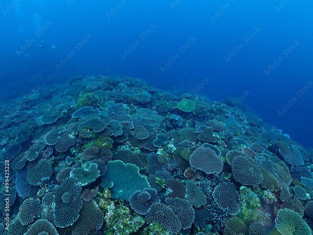 沖縄・石垣伊原間湾海底のサンゴ