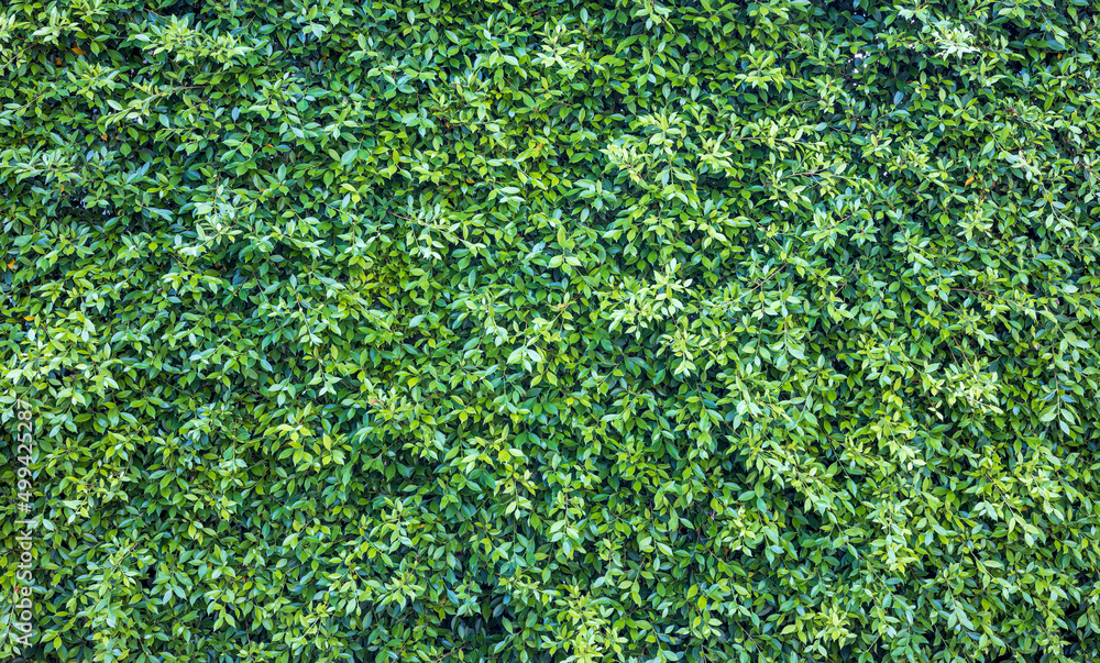 The background is a fence of small clusters of small fresh green leaves that grow dense and fertile. The background is a fence of small clusters of small fresh green leaves that grow dense and fertile.