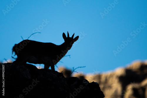 A Iberian ibex, Capra pyrenaica, in mountains El Torcal de Antequera, Andalusia, Spain