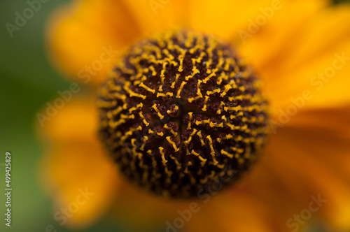 Helenium blossom close up