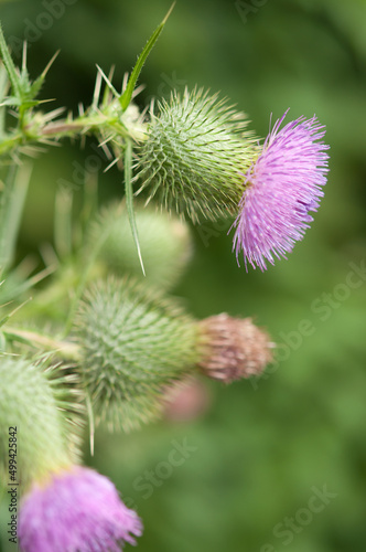 flower of a thistle