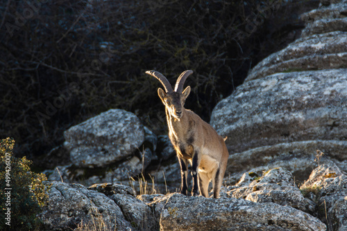 A Iberian ibex, Capra pyrenaica, in mountains El Torcal de Antequera, Andalusia, Spain