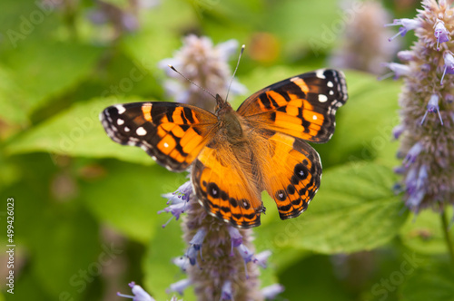 painted lady butterfly on flower © eugen