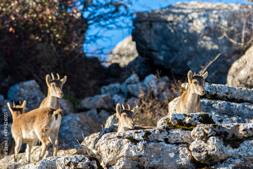 A Iberian ibex, Capra pyrenaica, in mountains El Torcal de Antequera, Andalusia, Spain