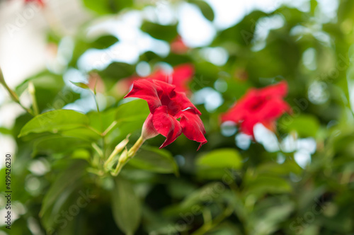 red Mandevilla blossoms 