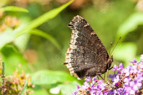 Nymphalis antiopa (mourning cloak, camberwell beauty) on a flower photo