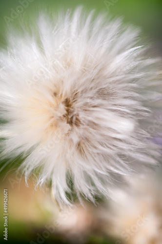 seed head  or abstract fuzzy background 