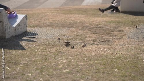 Birds looking for some food