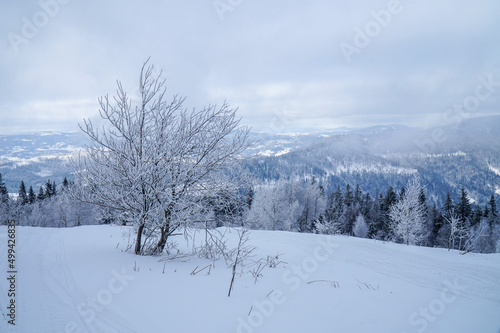 Growing fir trees in the winter Carpathian mountains.    