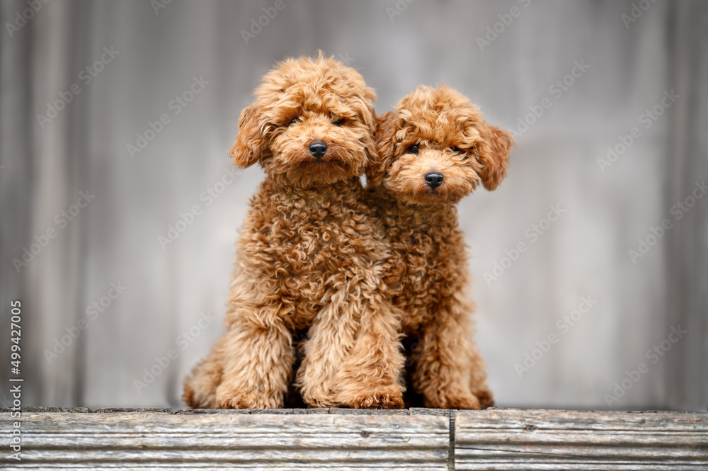 two cute poodle puppies posing together on wooden terrace