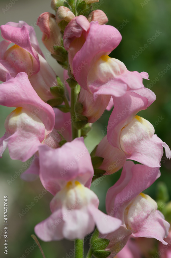 pink snapdragons close up pink snapdragons close up