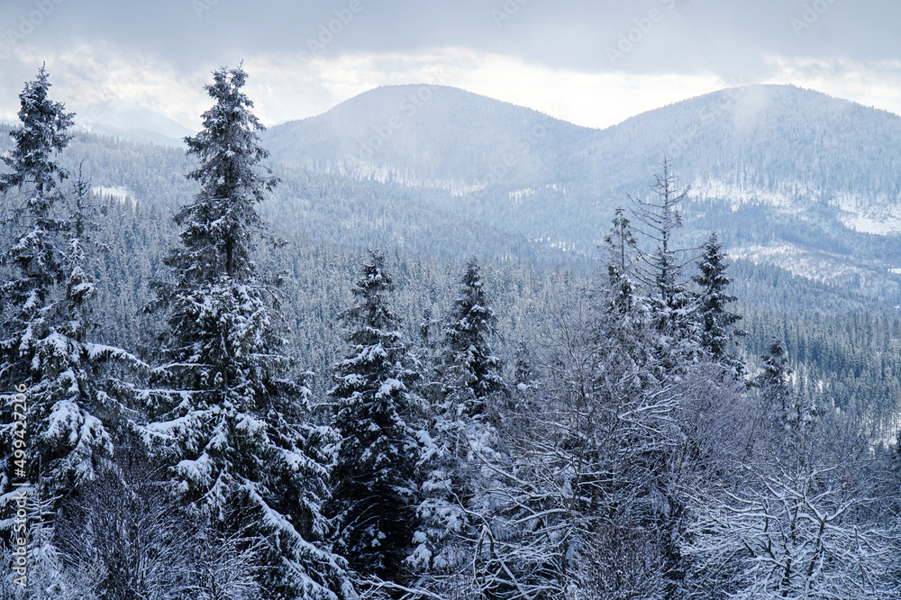 Winter landscapes of snow-covered coniferous forests in the Carpathian mountains.      